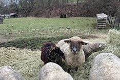 Wenn Schafe alt werden
