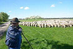 Betriebliche Eigenkontrolle in der Schafhaltung