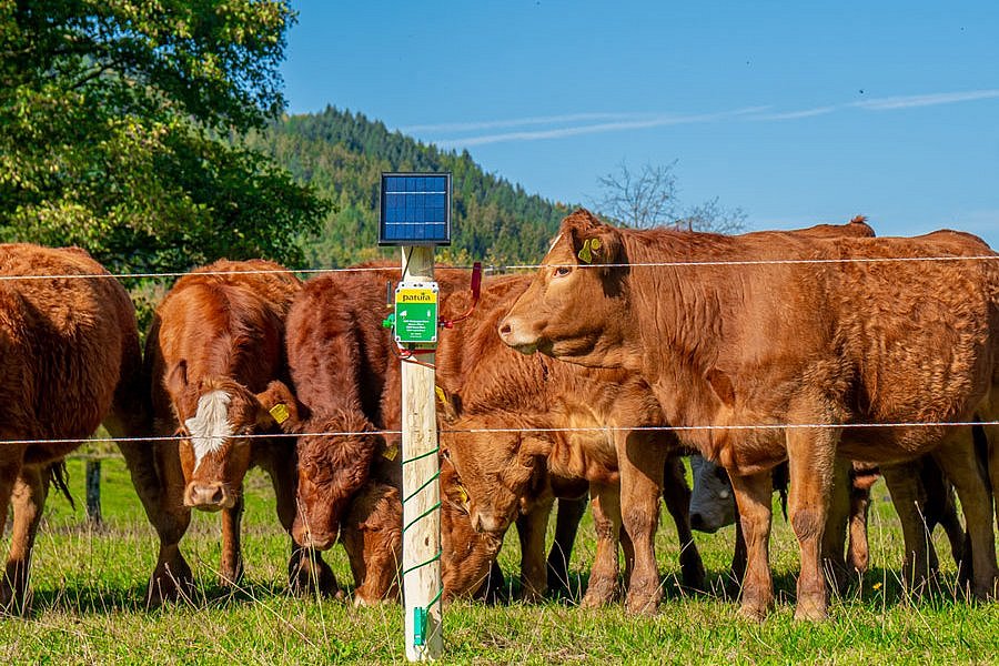 Das Foto zeigt Limousin-Mutterkühe und Färsen sowie Kreuzungen auf der Weide vor einer mobilfunkbasierten solargestützten Weidezaunüberwachung. Klick führt zu Großansicht im neuen Fenster. 