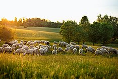 Wie rentabel ist die Schafhaltung in NRW?