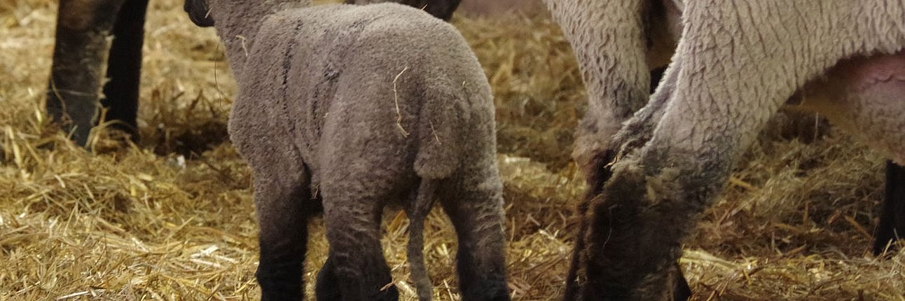 Ein kupiertes Rhönschaflamm. Das mit dem Gummiring abgeschnürte Schwanzende ist noch nicht abgefallen, aber schon deutlich schmaler als der zu verbleibende, obere Schwanzanteil.