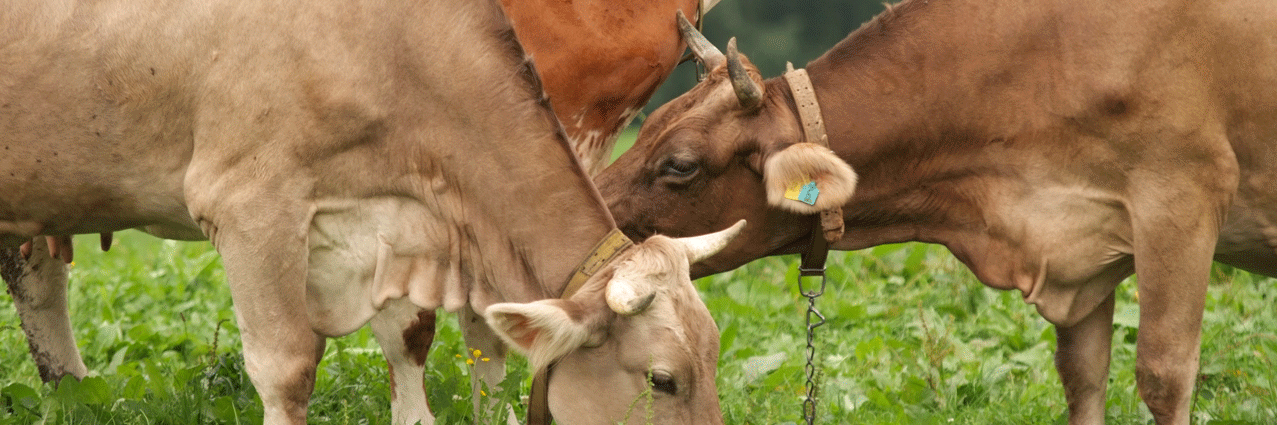 Das Bild zeigt ein zwei Braunvieh- und eine Fleckviehkuh, die sich auf der Weide gegenüberstehen. Alle Kühe tragen Halsbänder mit Ketten für die Anbindehaltung.