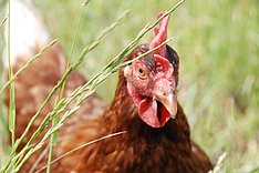 FLI: Newcastle-Krankheit aufgetreten