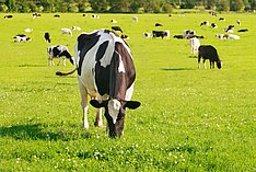 Milchkuh grast auf der Weide, im Hintergrund stehen und liegen andere Milchkühe. Klick führt zu Großansicht im neuen Fenster.