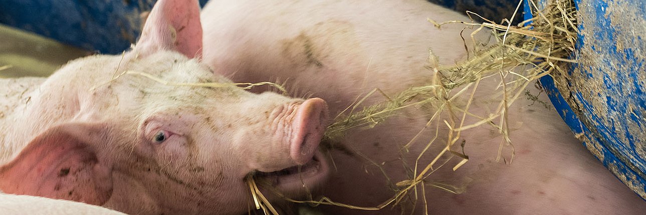 Schwein im Stall frisst Heu. Klick führt zu Großansicht in neuem Fenster.