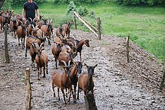 Tierwohl-Indikatoren in der Ziegenhaltung