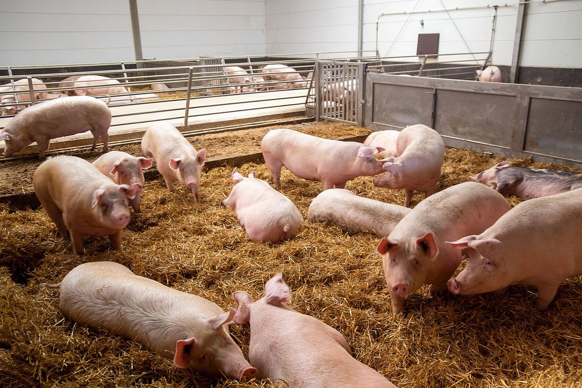 Schweinemast Lohnt Sich Der Stallumbau 1376