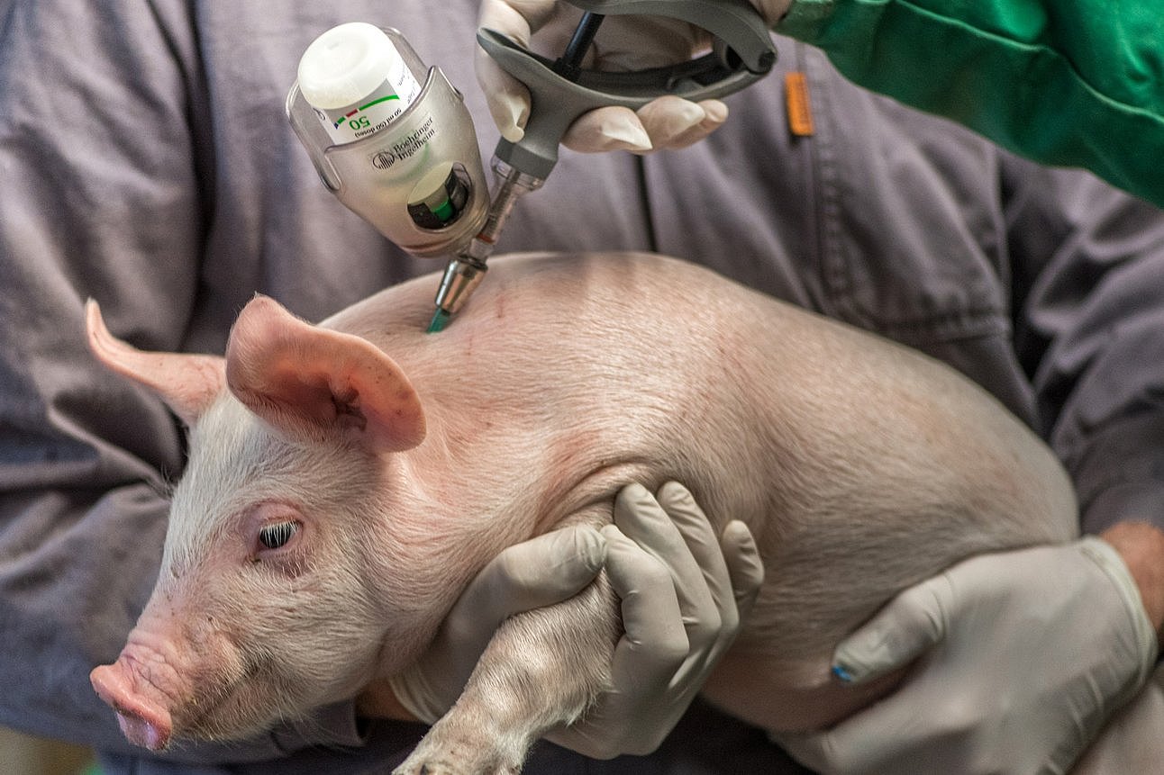 Ein Schwein wird geimpft. Klick führt zu Großansicht im neuen Fenster.