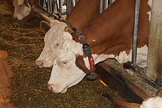 Innovationsförderung: Nachhaltige und zukunftsfähige Zuchtstrategien