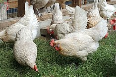 Hühner in Freilandhaltung 