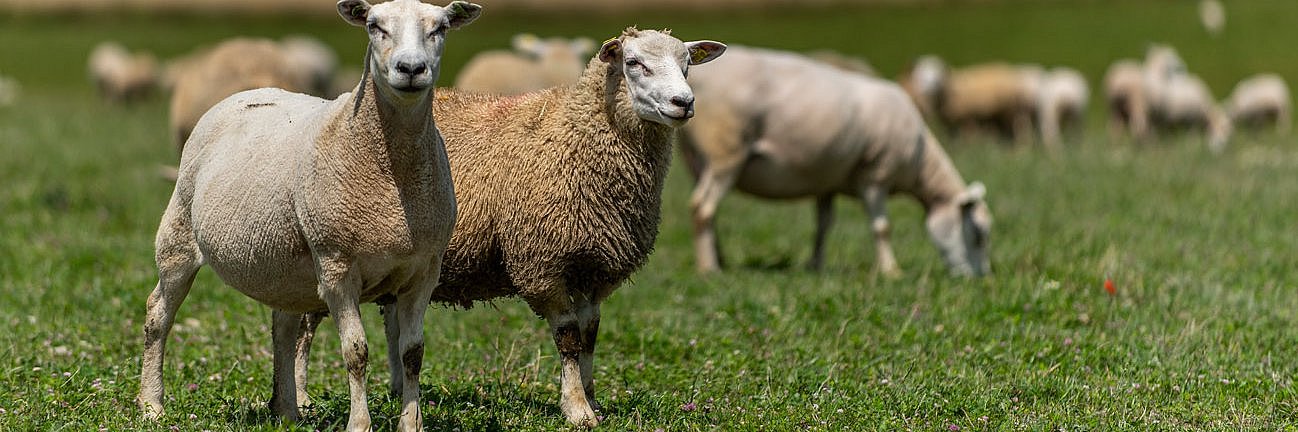 Trächtige Mutterschafe auf der Weide. 