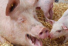 Sau mit Ferkel auf Stroh. Klick führt zu Großansicht im neuen Fenster. 