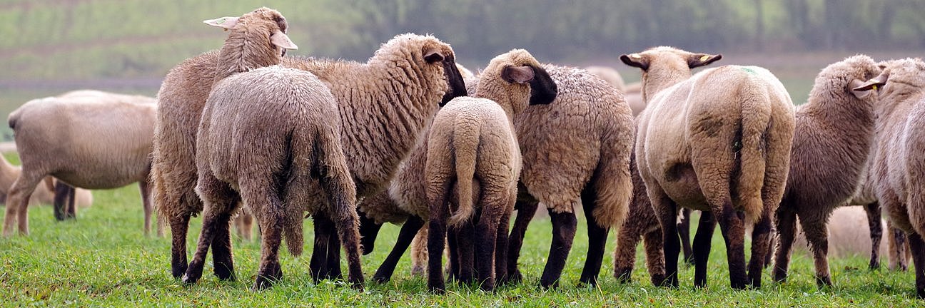 Schafe auf Weide. Die Tiere sind größtenteils von hinten zu sehen.