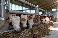 Förderung mobiler Schlachtanlagen für Rinder