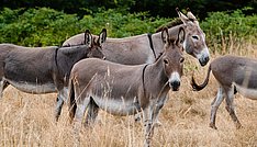 Rote Liste gefährdeter Nutztierrassen 2025