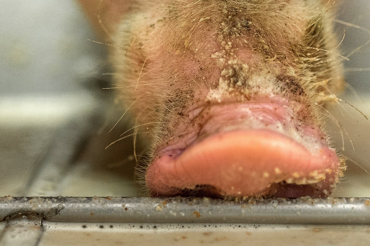 Nahansicht: Schnauze eines Schweins über Trog mit Flüssigfutter