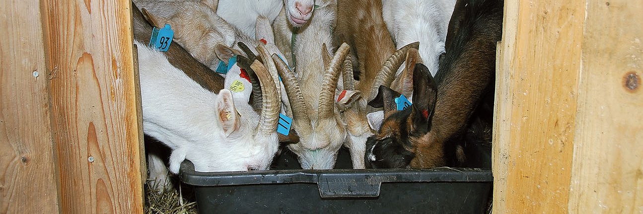 Mehrere Ziegen stecken gemeinsam die Köpfe in einen Wasserbottich im Stall. 