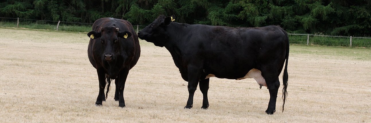 Das Foto zeigt zwei schwarze Mutterkuh-Kreuzungskühe auf einer vertrockneten Kurzrasenweide.