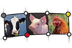 Netzwerk Fokus Tierwohl: Vernetzungstreffen am 17.9.2025 in Berlin