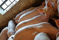 Mastschweine individuell füttern