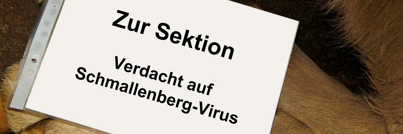 Ein Schild auf einem Körperteil eines Rindes, das auf das Schmallenberg Virus untersucht werden soll. 