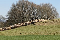 Eine Herde Schafe an einem Hügel. Klick führt zu Großansicht im neuen Fenster. 