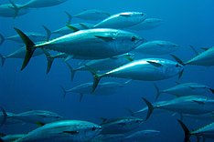 Versorgungsbilanz Fisch 2023 veröffentlicht