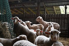 Geschorene Schafe im Stall. Einige beschäftigen sich mit einem Heunetz. 