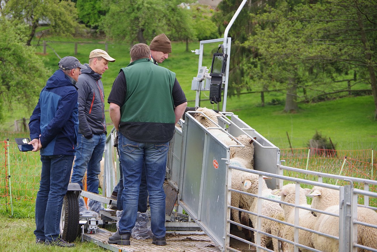 Mobile Behandlungsanlage für Schafe auf einer Weide. Klick führt zu Großansicht im neuen Fenster.