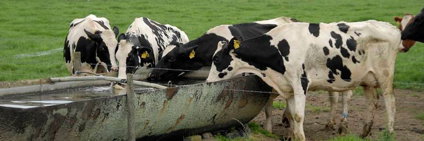 Eine Gruppe schwarzbunter Kühe steht an einer großflächigen Tränke auf der Weide. Einige Tiere saufen.  
