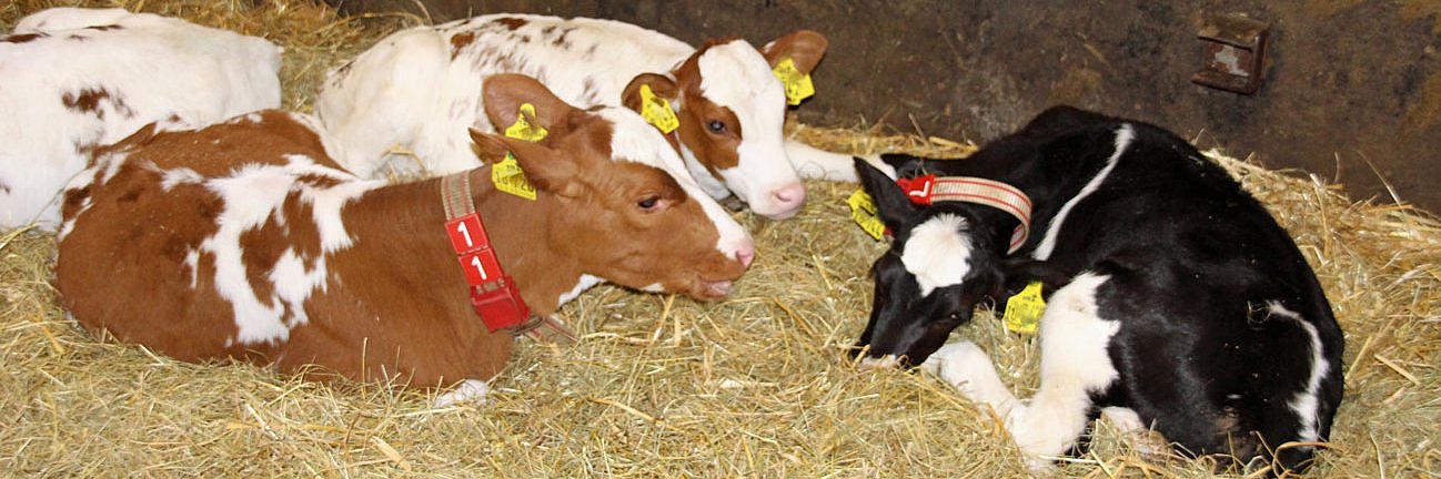 Vier Kälber der Rasse Holstein Frisian liegend im Stroh in einer Bucht. 