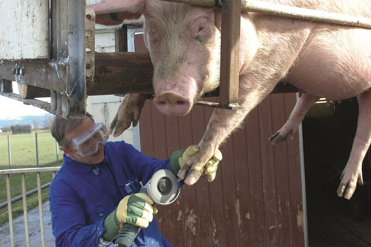 Ein Klauenpfleger behandelt die Klaue eines Schweines. Klick  führt zu GRoßansicht im neuen Fenster. 