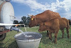 Anzeigepflichtige Tierseuchen beim Rind - Bakterien, Prionen, Parasiten