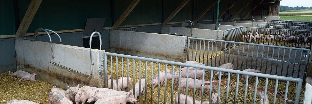 Einige Schweine laufen und liegen in einem Auslauf, der mit Stroh eingestreut ist.