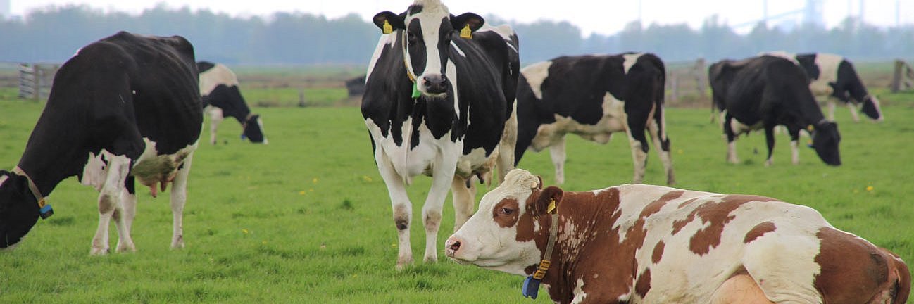 Kühe der Rasse schwarz- und rotbunte Deutsch Holstein. 