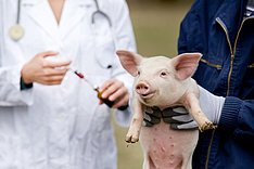 Antibiotikareduktion: die Rolle des Tierarztes
