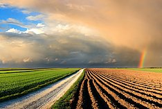 Ein Feldweg führt zum Horizont mit einem Regenbogen, links und rechts davon Felder. Klick führt zu Großansicht im neuen Fenster.
