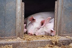 Oekolandbau: Mobile Schweineschlachtung