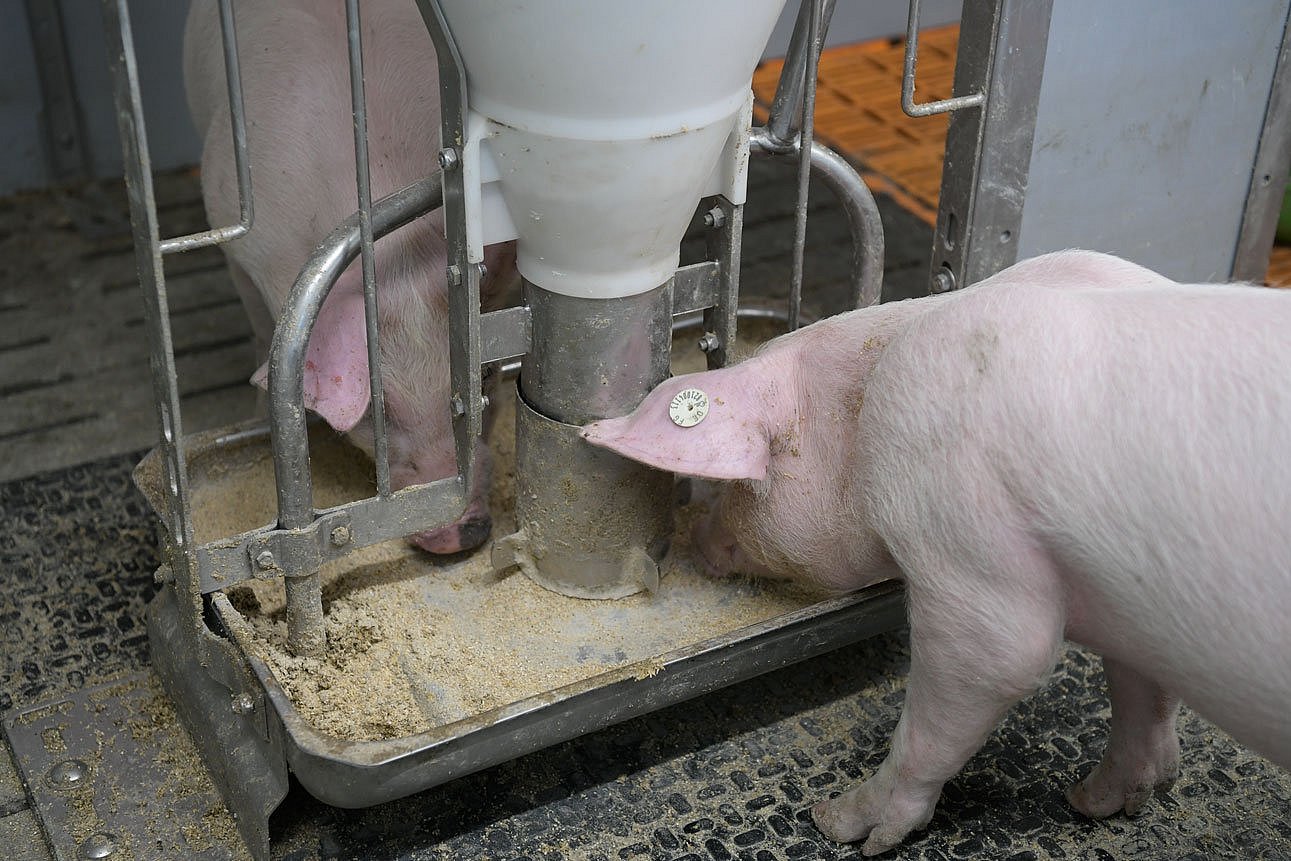 Zwei Schweine stehen an einem Futtertrog im Stall und fressen.