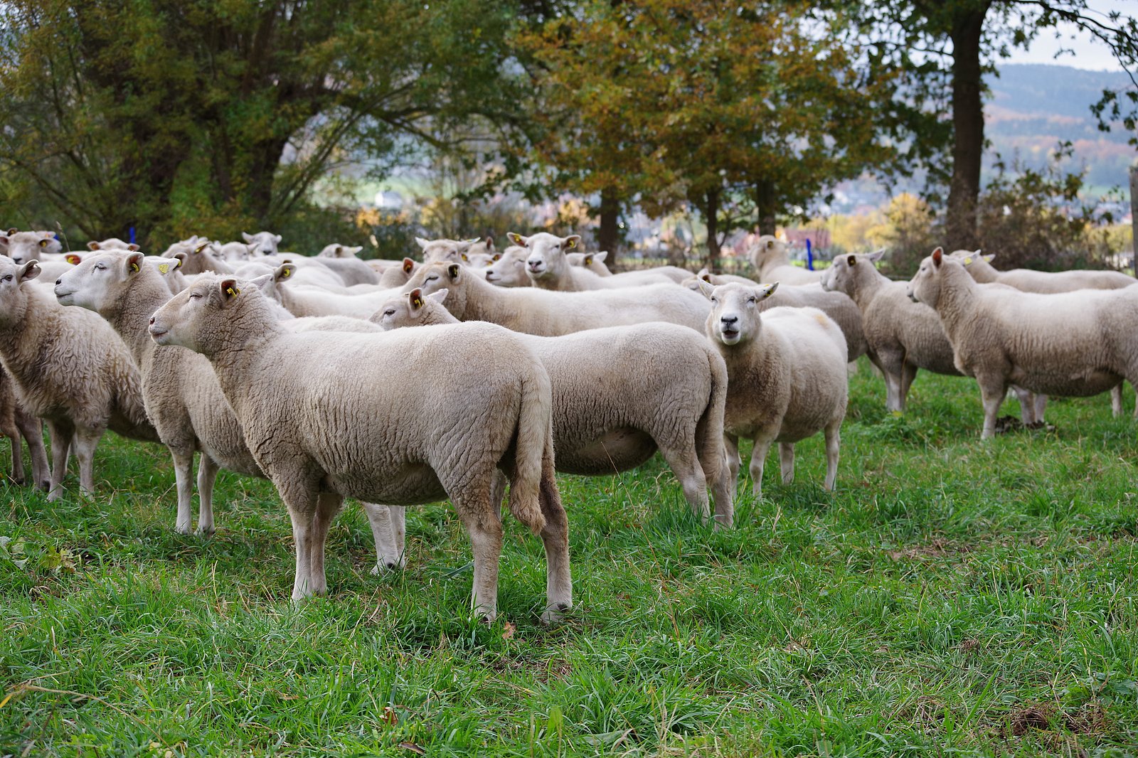 Ein Schafherde in Seitenansicht. Die Schafe haben unterschiedliche Schwanzlängen. Klick führt zu Großansicht im neuen Fenster. 