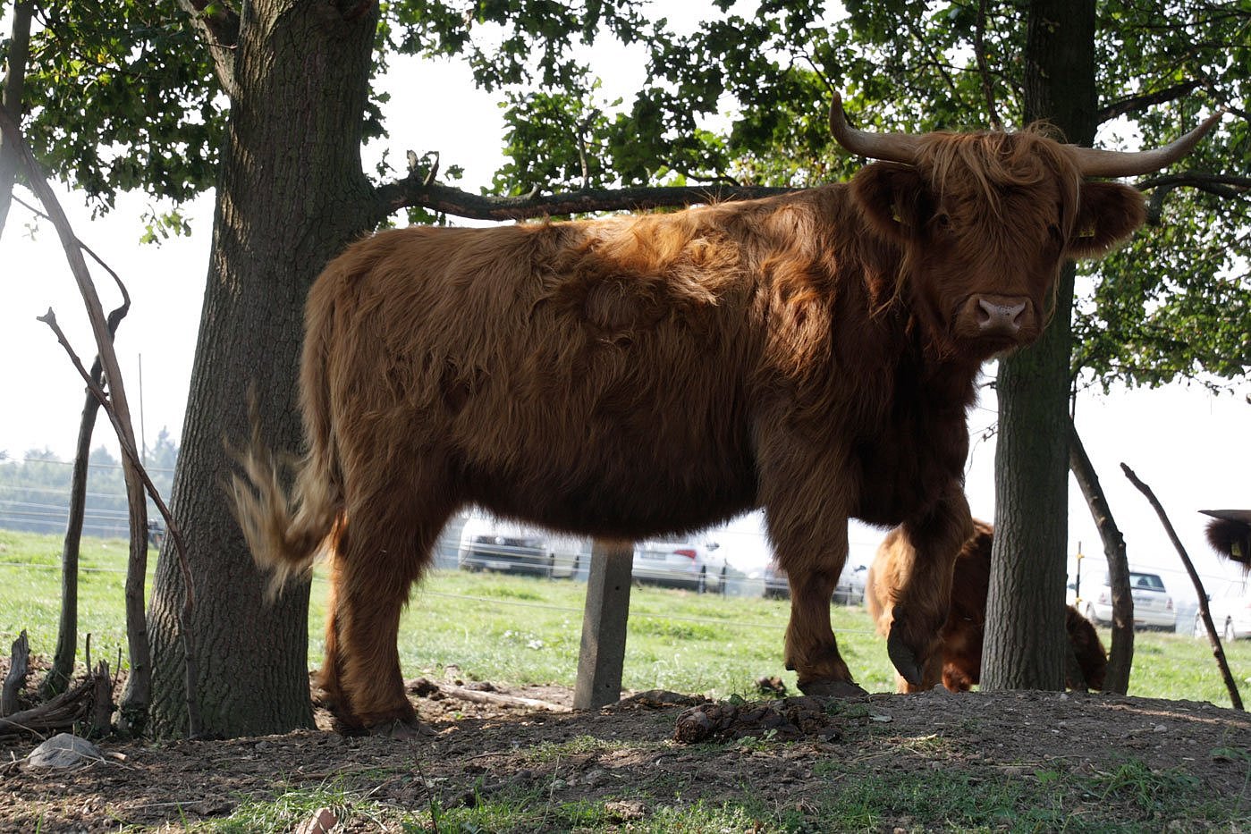 Das Bild zeigt ein Highland-Cattle-Rind auf einem Demeter-Betrieb. Klick führt zu Großansicht im neuen Fenster. 