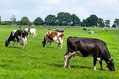 Niedersachsen: Sommerweideprämie für Milchkühe ab 2023