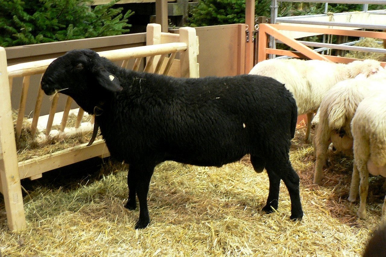 Schaf der Rasse Schwarzes Bergschaf. Klick führt zu Großansicht im neuen Fenster.