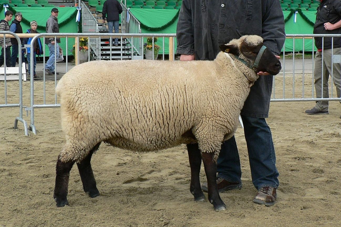 Schaf der Rasse Schwarzköpfiges Fleischschaf. Klick führt zu Großansicht im neuen Fenster.