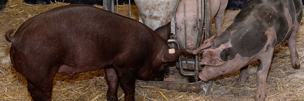 Mastschweine beim Fressen