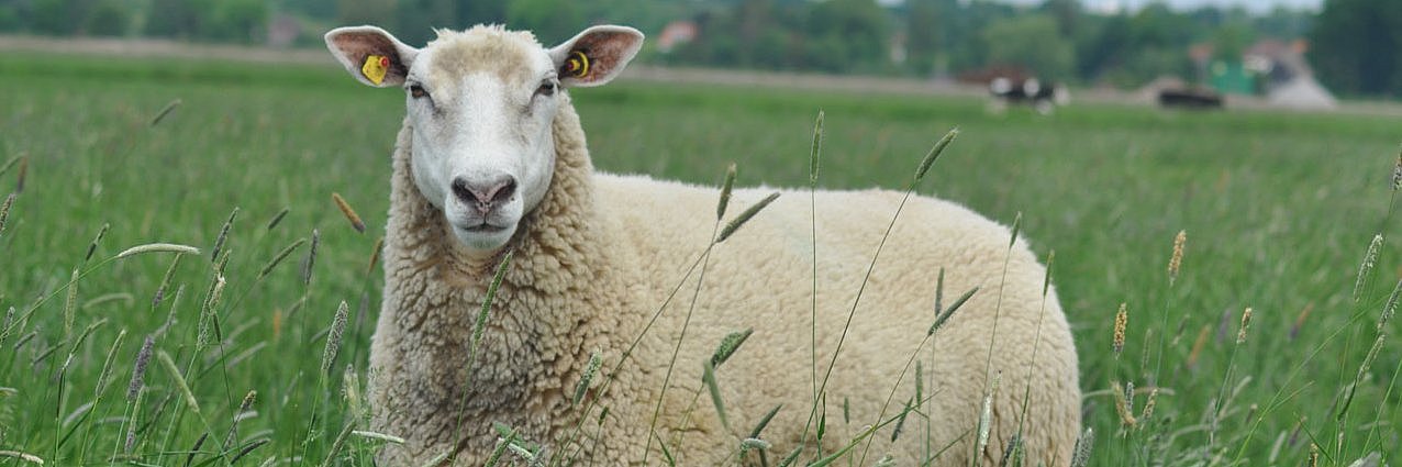 Ein weißes Schaf steht in langem Gras, dass ihm bis zum Bauch reicht. Es schaut den Betrachter sehr aufmerksam an. Man sieht Gräservielfalt. 
