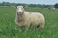 Ein Schaf auf der Weide blickt in die Kamera. 