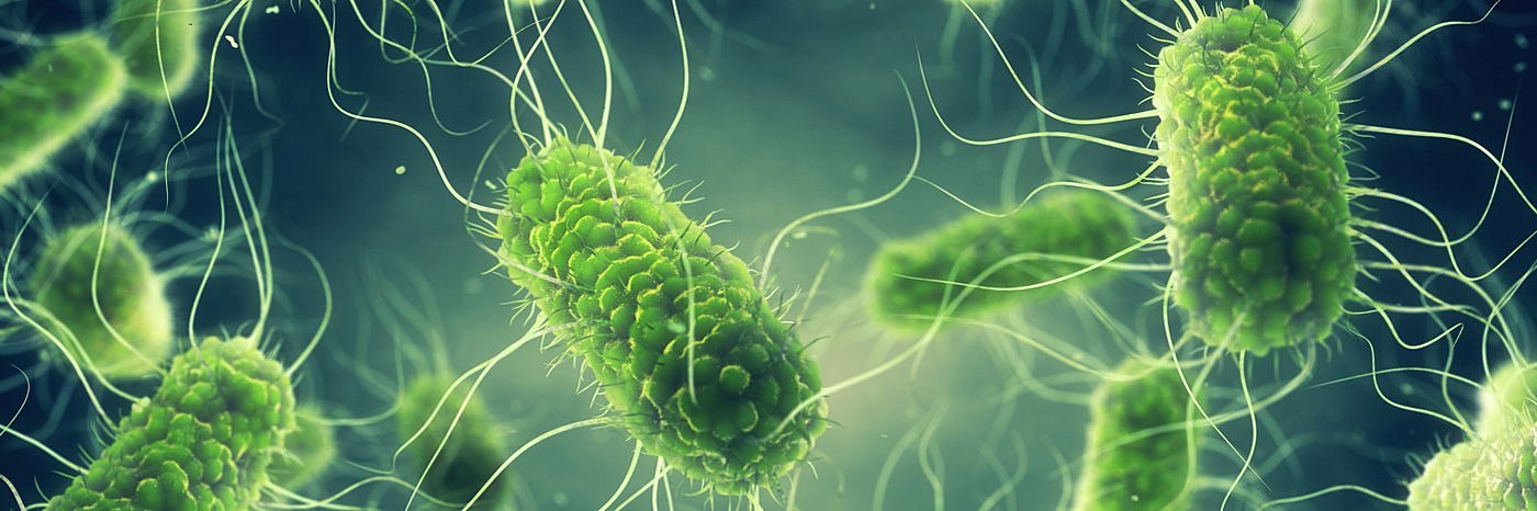 Krankheitserregende Salmonella-Bakterien