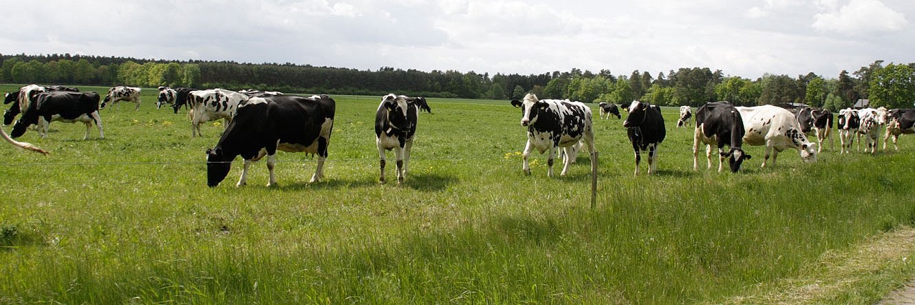 Eine Herde Schwarzbunter Milchkühe auf der Weide. 
