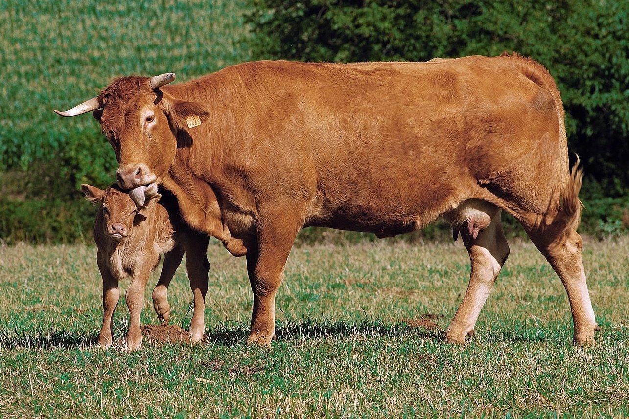 Eine Kuh der Rasse Limousin mit Kalb auf der Weide. 